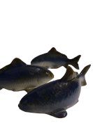 Fischgruppe 3-teilig
